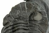 Long Eldredgeops Trilobite Fossil - Silica Shale, Ohio #232228-1